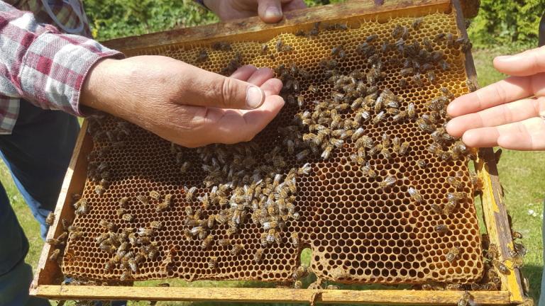 Kolno: Światowy Dzień Pszczół