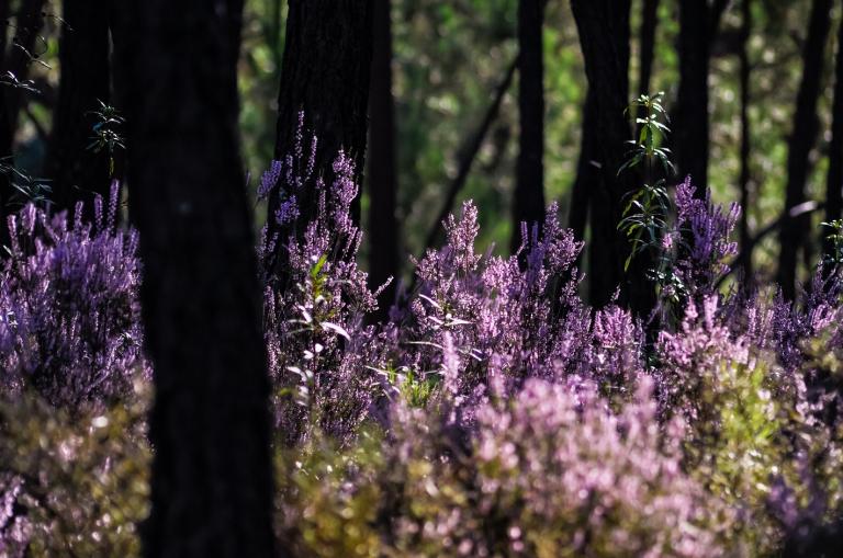 „A lato było piękne tego roku(…) było tyle wrzosu na bukiety…” 82. rocznica wybuchu II wojny światowej