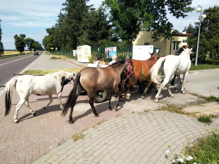 Wakacje z końmi w Ośrodku OHP w Radzyniu Podlaskim
