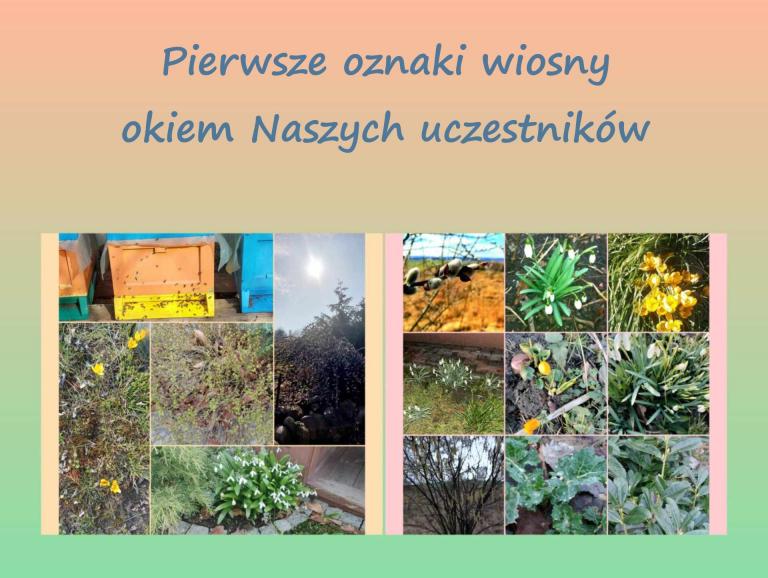 Rozstrzygnięcie konkursu – „Pierwsze oznaki wiosny” w Kwidzynie