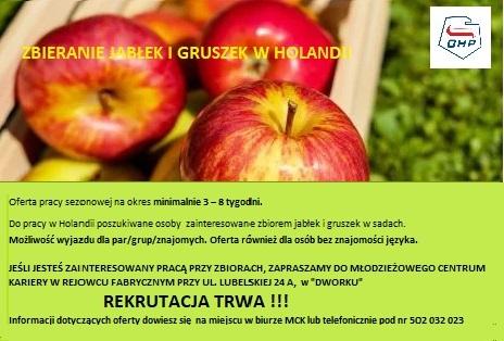 Rejowiec Fabryczny: Nabór do pracy przy zbiorze jabłek i gruszek w Holandii