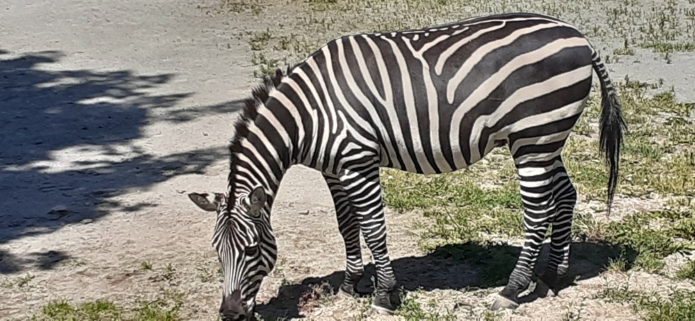 220621 nr1 Zebra w Safarii